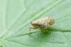 Issus coleoptratus